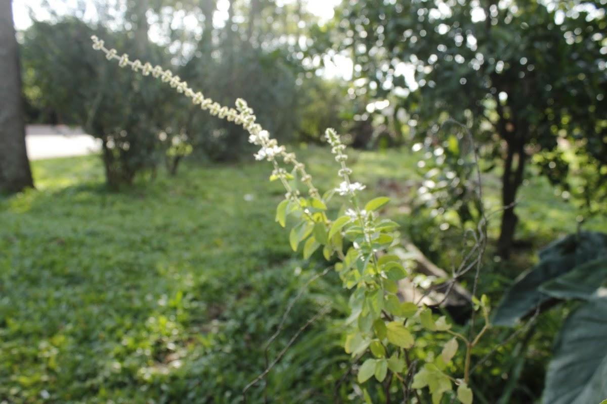 Registro de marca em Capão do Cipó, Rio Grande do Sul