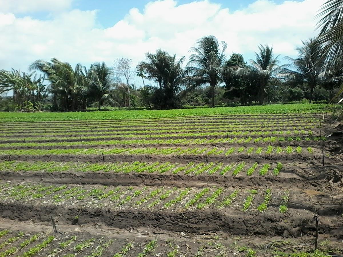 Registro de marca em Conceição do Lago-Açu, Maranhão