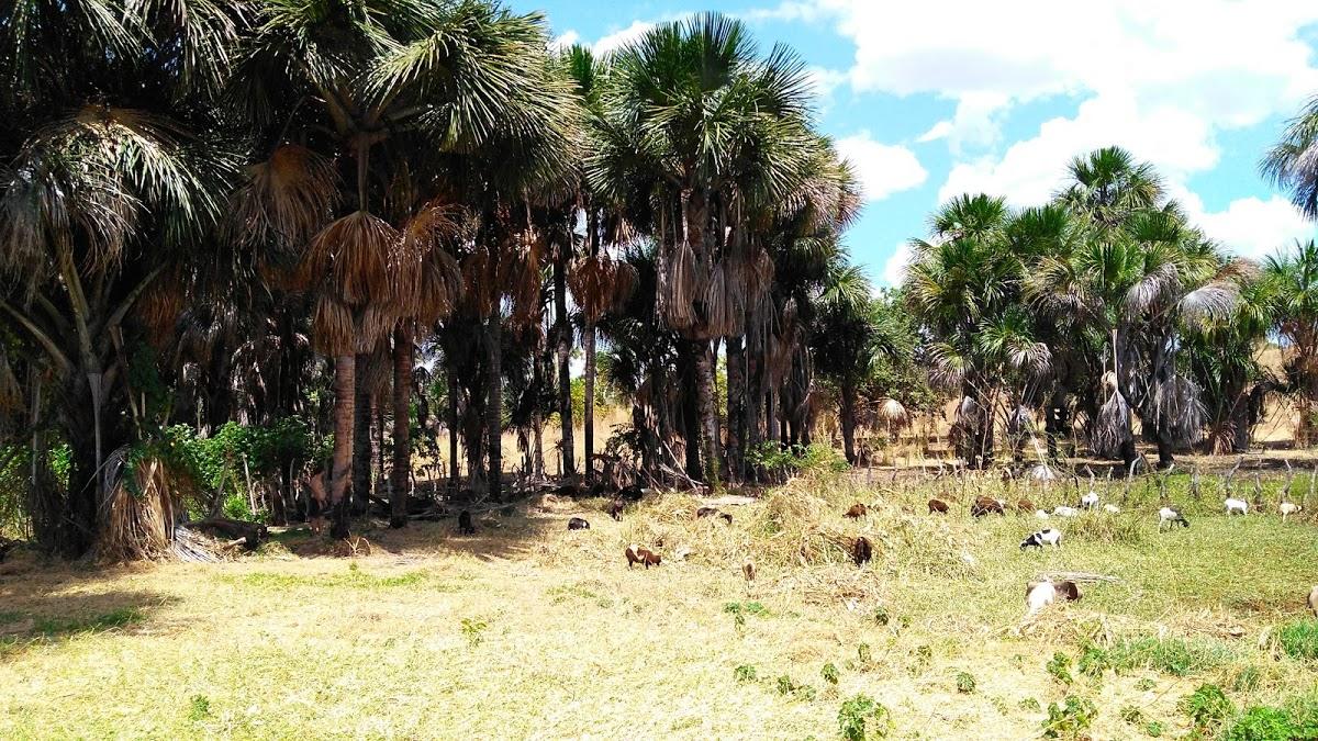 Registro de marca em Eliseu Martins, Piauí