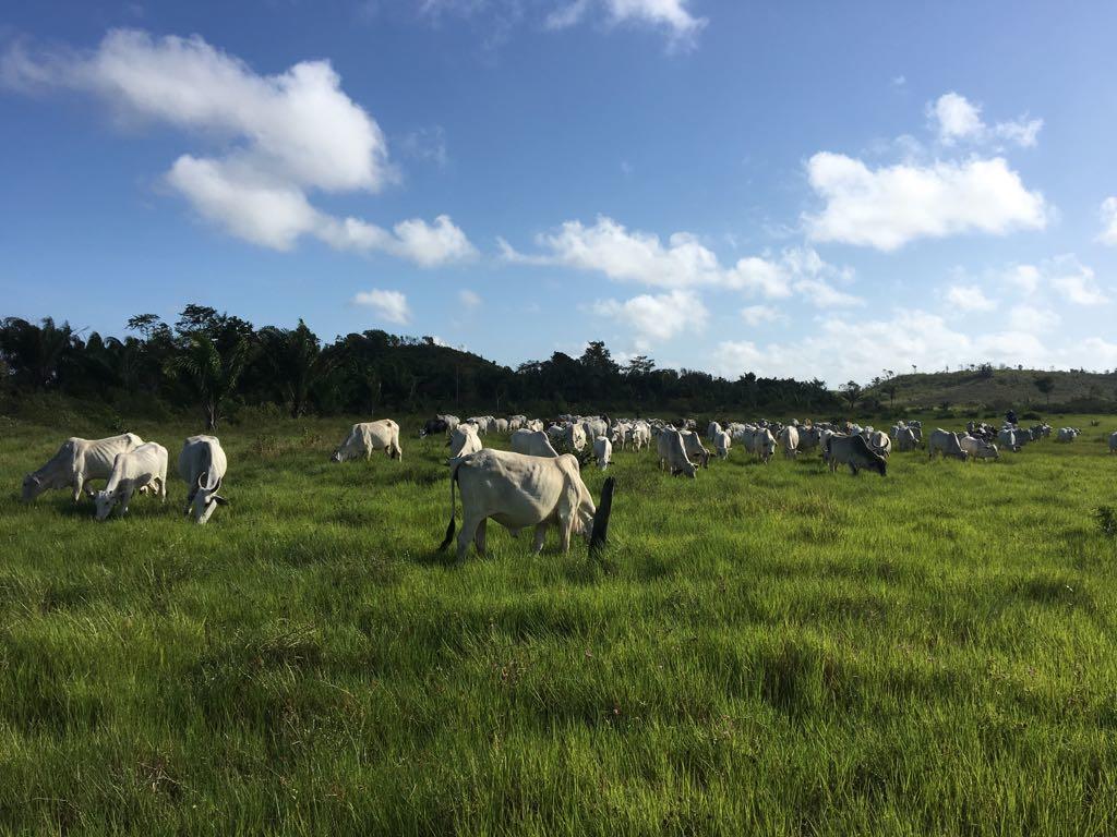 Registro de marca em Governador Nunes Freire, Maranhão