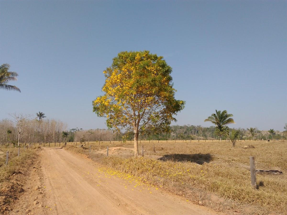 Registro de marca em Juruena, Mato Grosso
