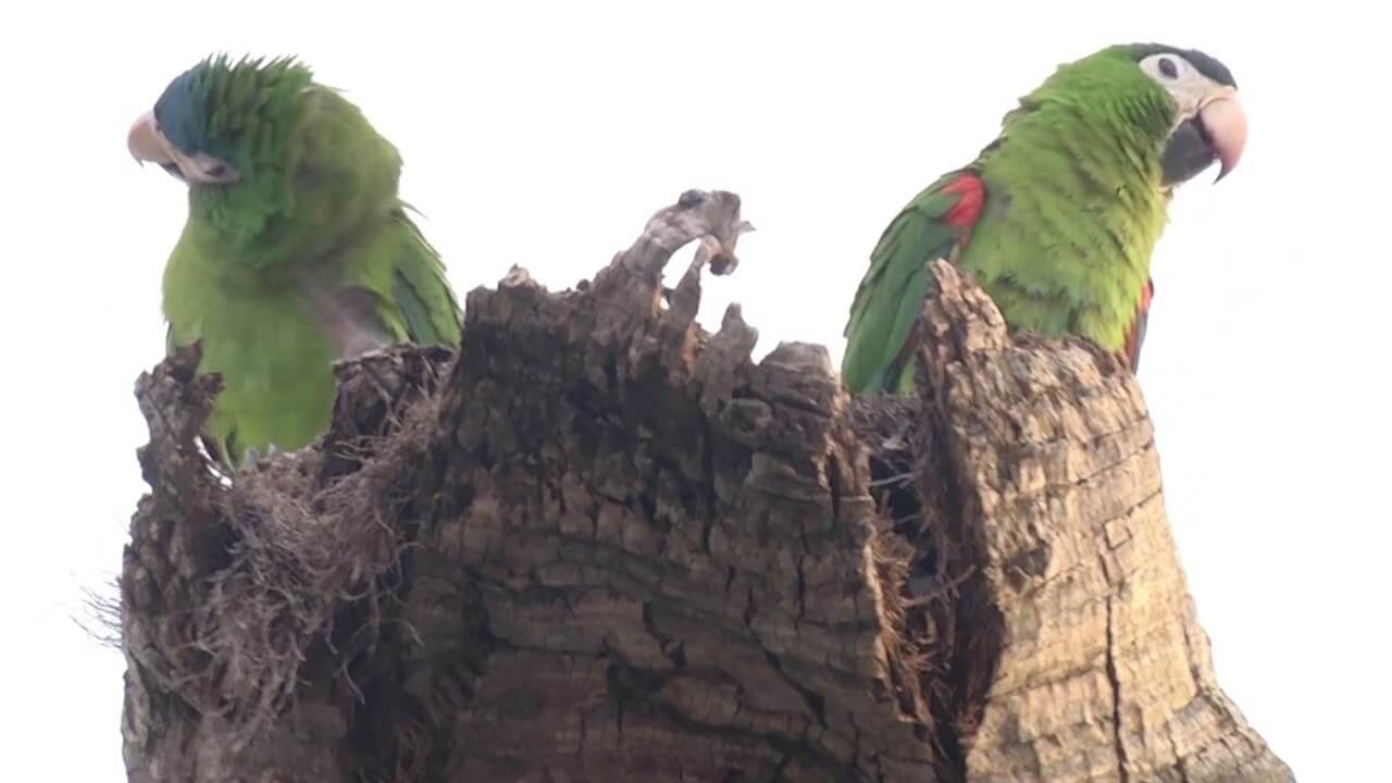 Registro de marca em Nova Brasilândia, Mato Grosso
