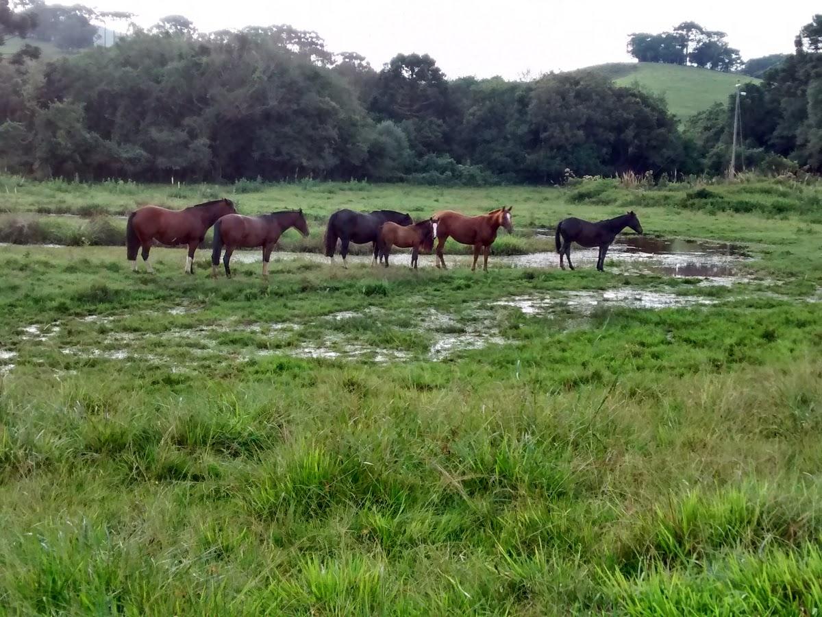 Registro de marca em Palmeira, Santa Catarina