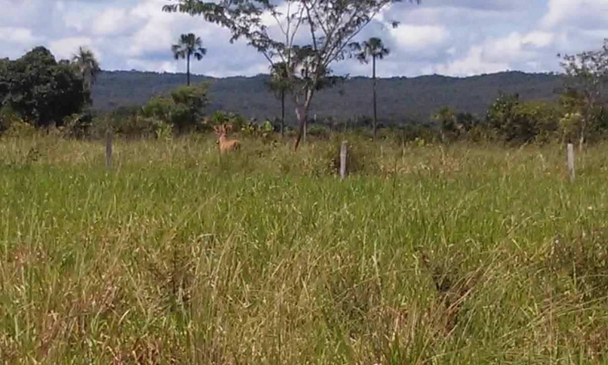 Registro de marca em Porto Estrela, Mato Grosso
