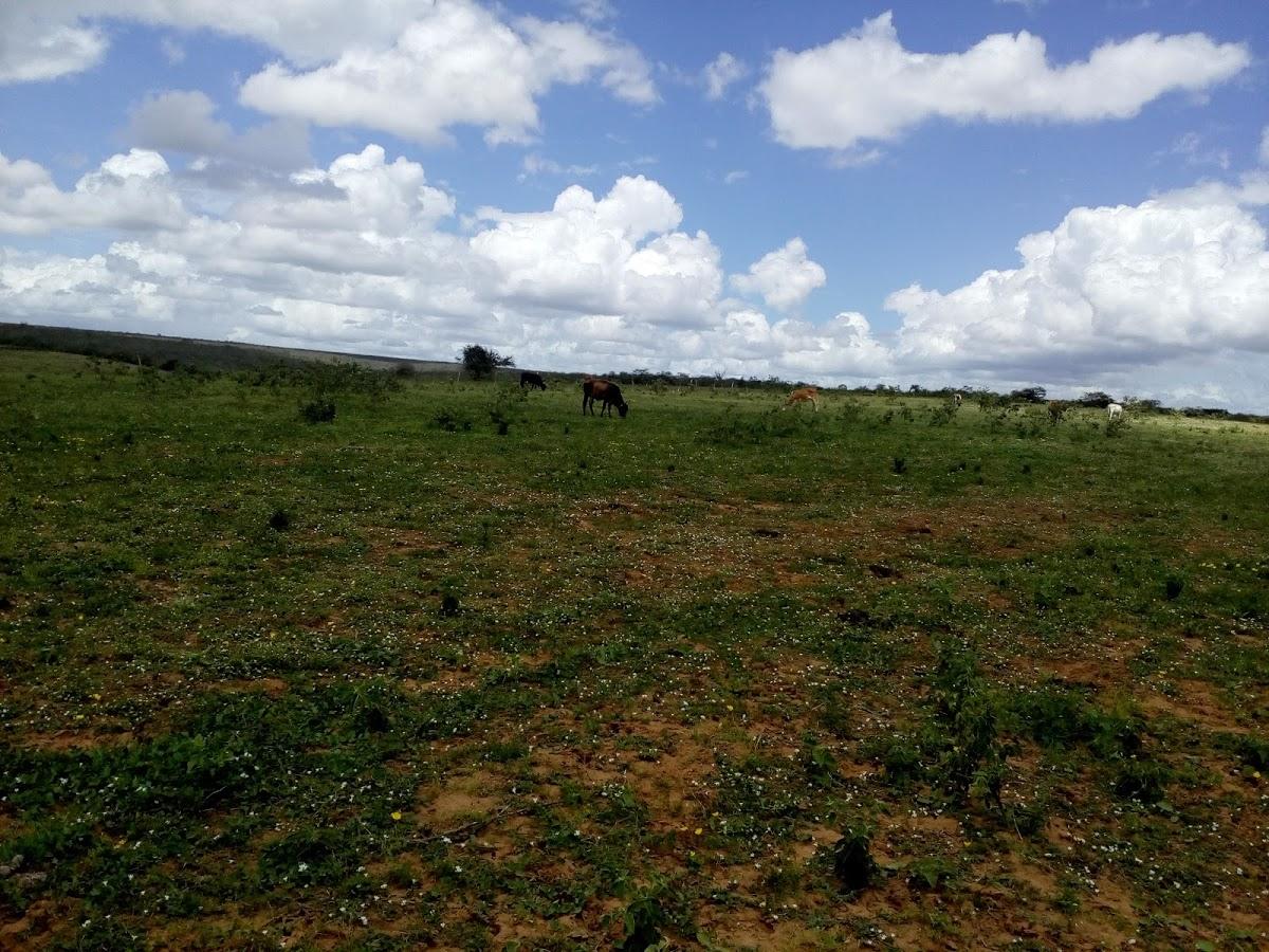 Registro de marca em Ribeira do Amparo, Bahia