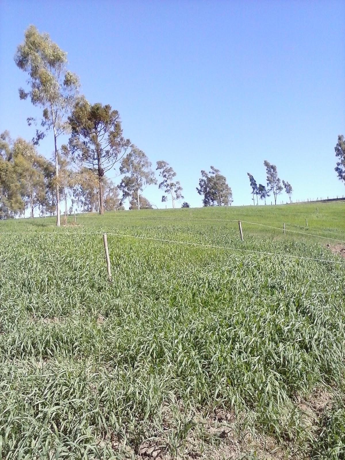 Registro de marca em Rio Branco do Ivaí, Paraná