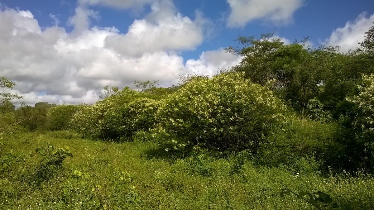 Registro de marca em Santa Maria do Cambucá, Pernambuco