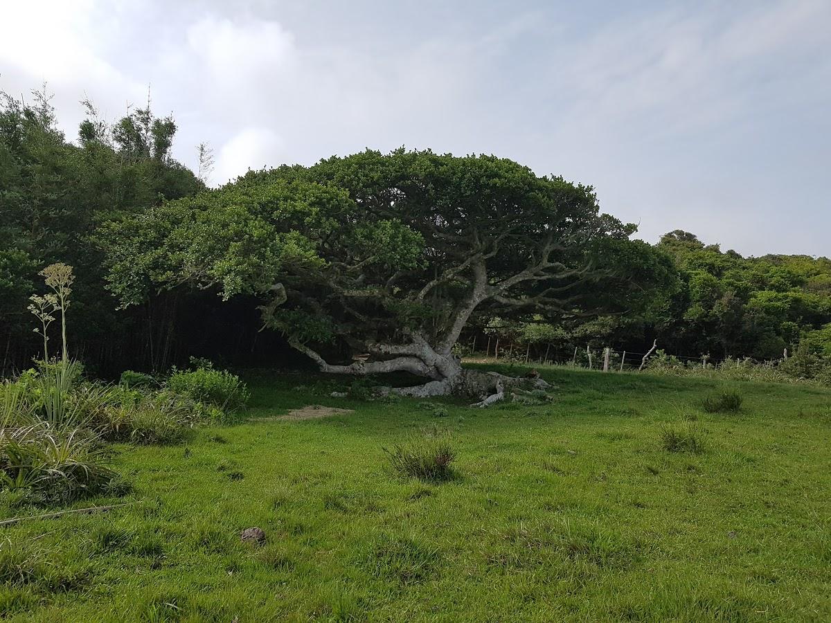 Registro de marca em Tavares, Rio Grande do Sul