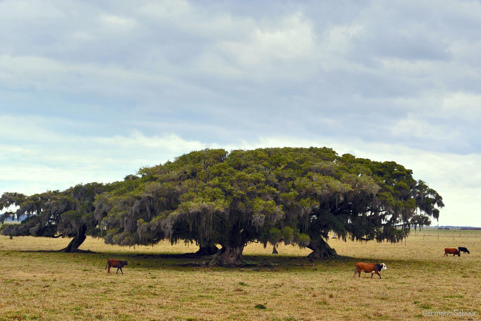 Registro de marca em Terra de Areia, Rio Grande do Sul