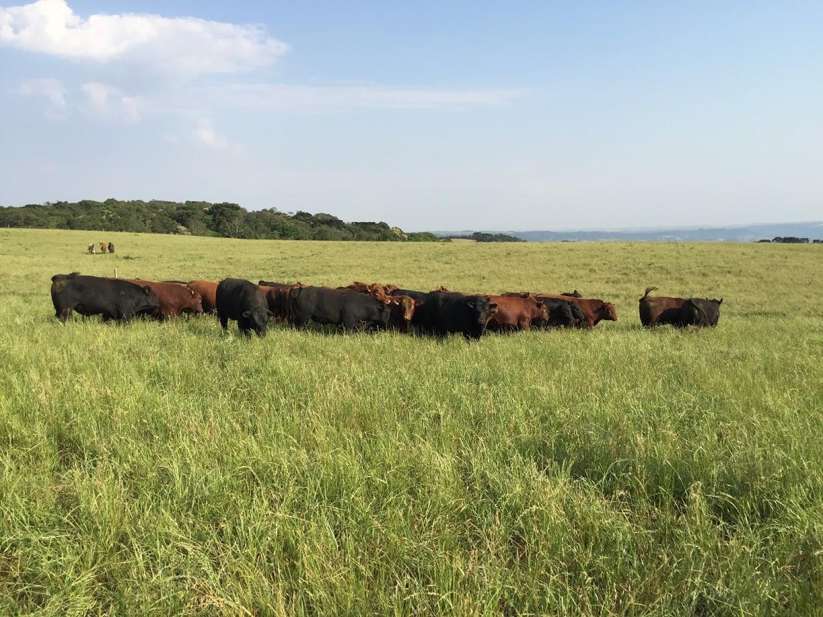 Registro de marca em Vargeão, Santa Catarina
